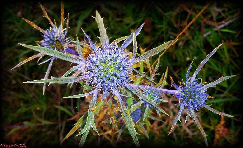 Eryngium amethystinum
